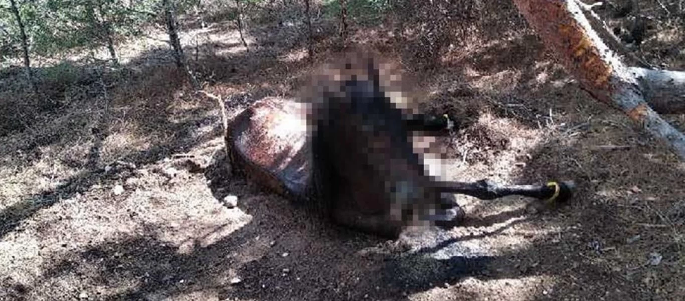 Λέσβος: Έδεσε το άλογό του με αλυσίδα και το άφησε να πεθάνει (σκληρή εικόνα)